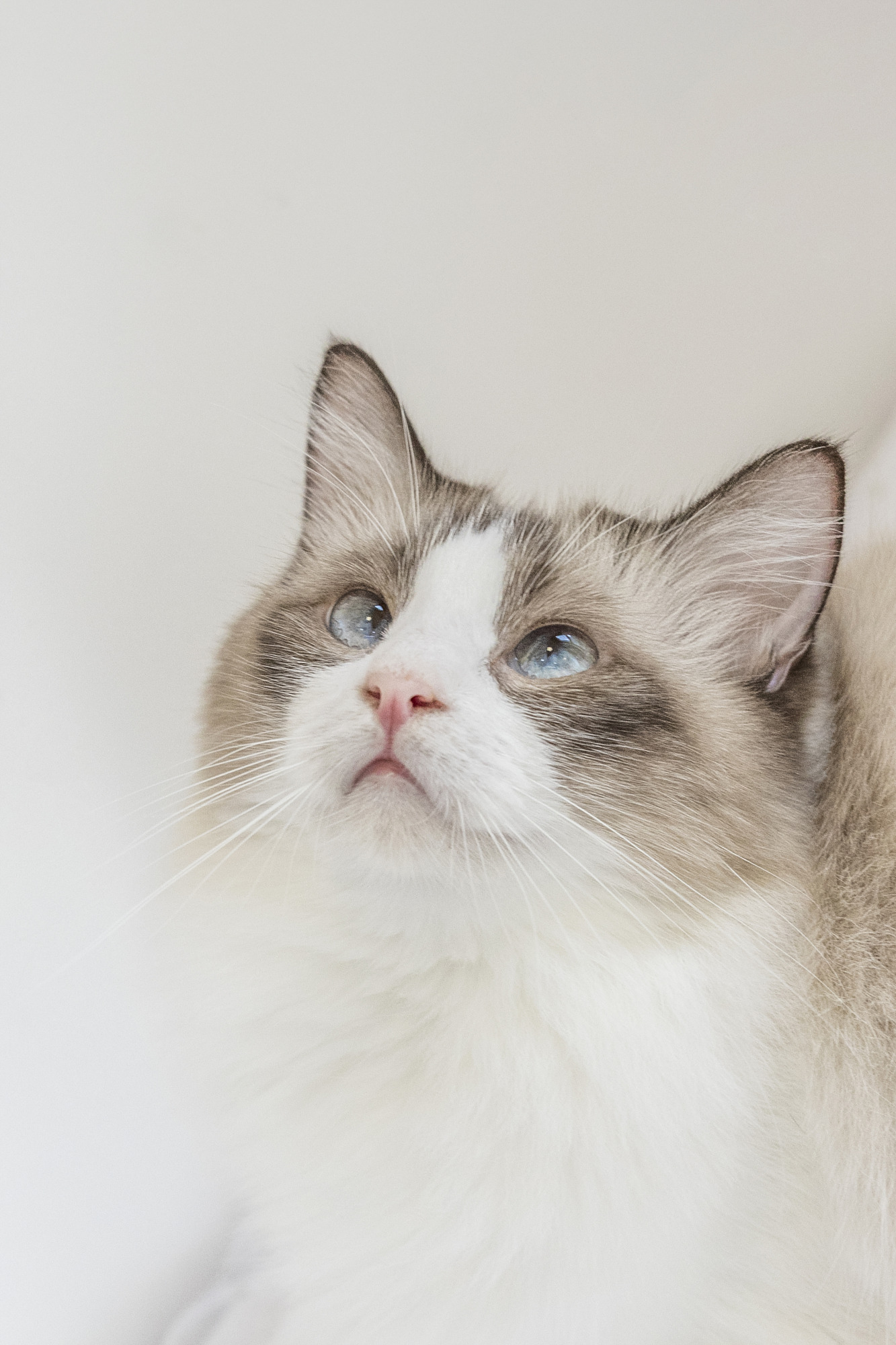 高清手机壁纸‖小猫咪-无敌可爱的喵星人