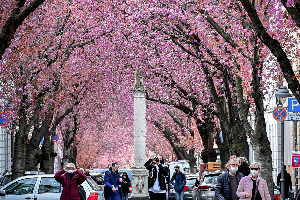 (14)德国波恩:疫情之下 樱花绽放