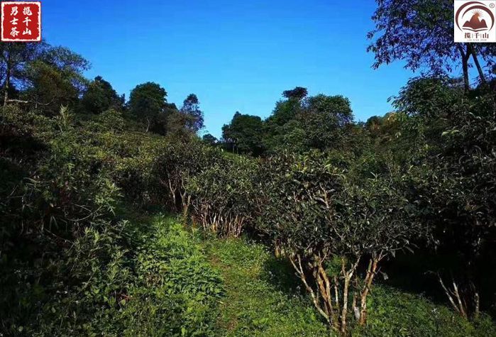 古六大茶山之巴达山(1)