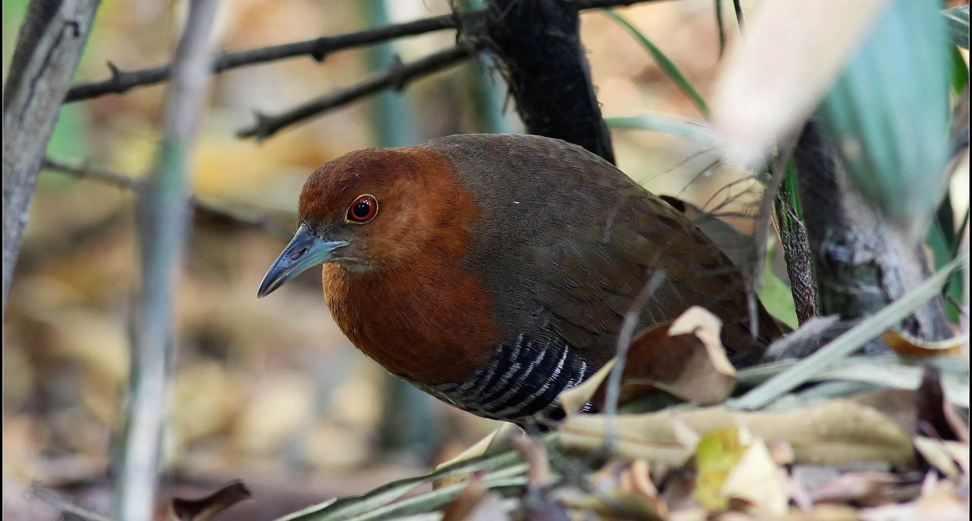 死而复生只是凭空臆想?早已灭绝的白喉秧鸡,是如何原地复活的?