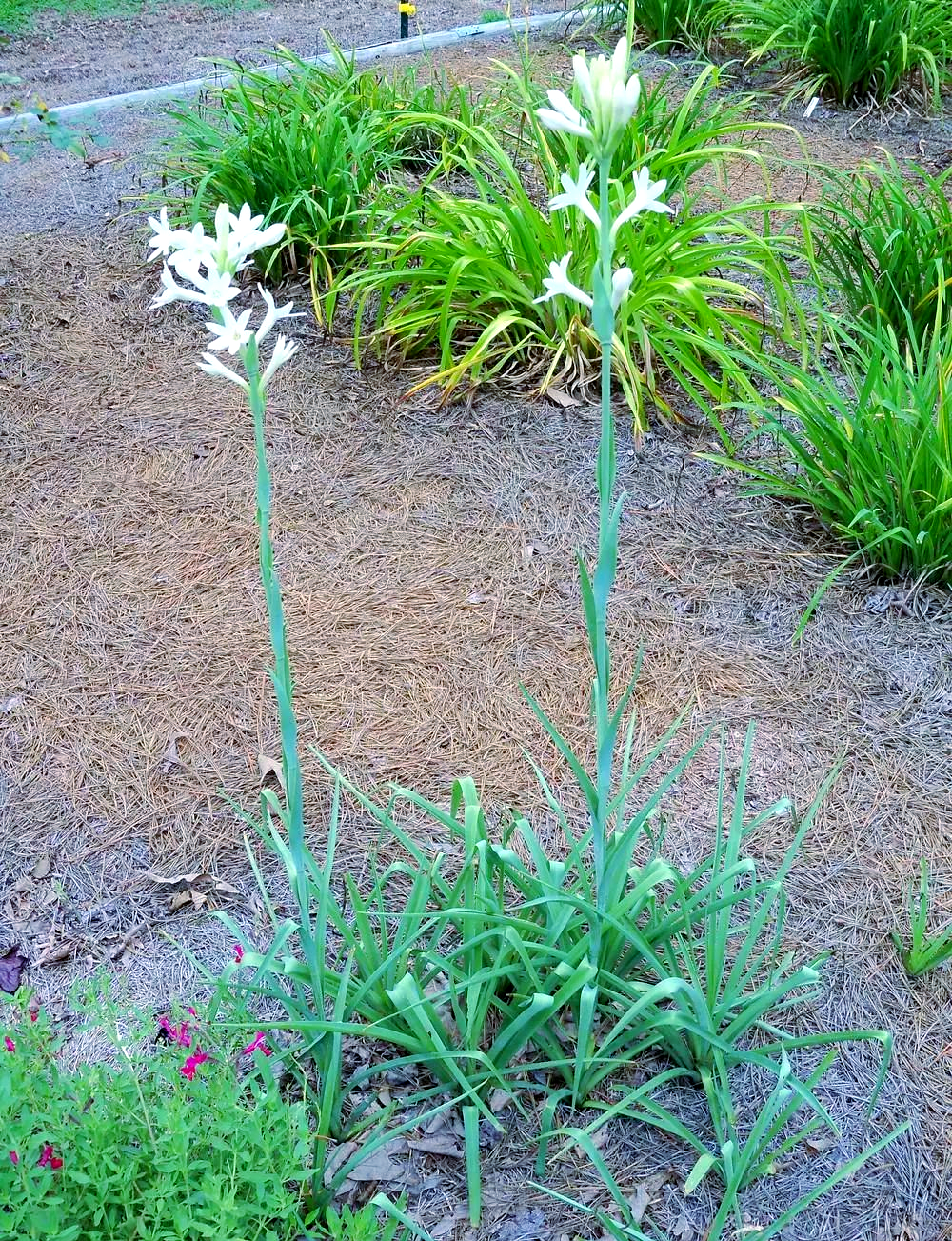 晚香玉:一种独特鳞茎花卉,夜晚花香四溢,花朵可高达一米多