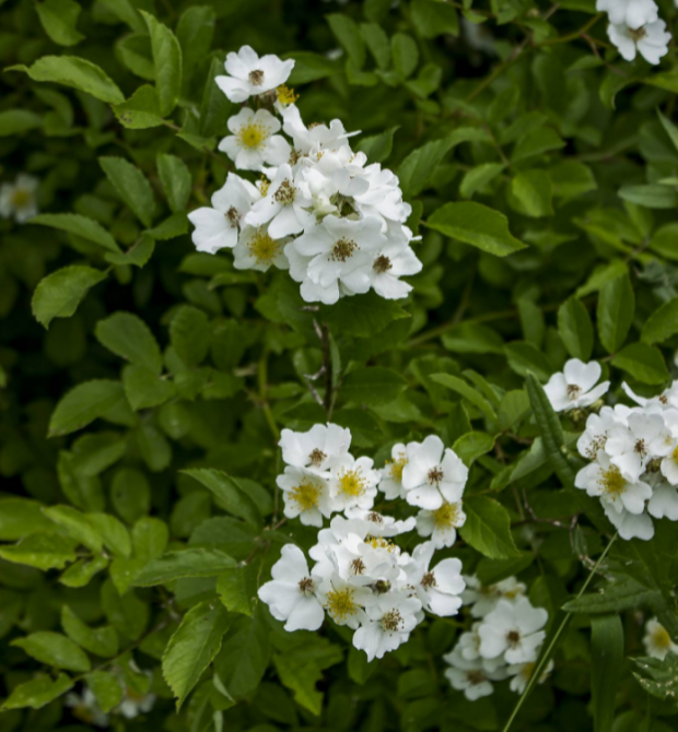 野生刺苔花图片