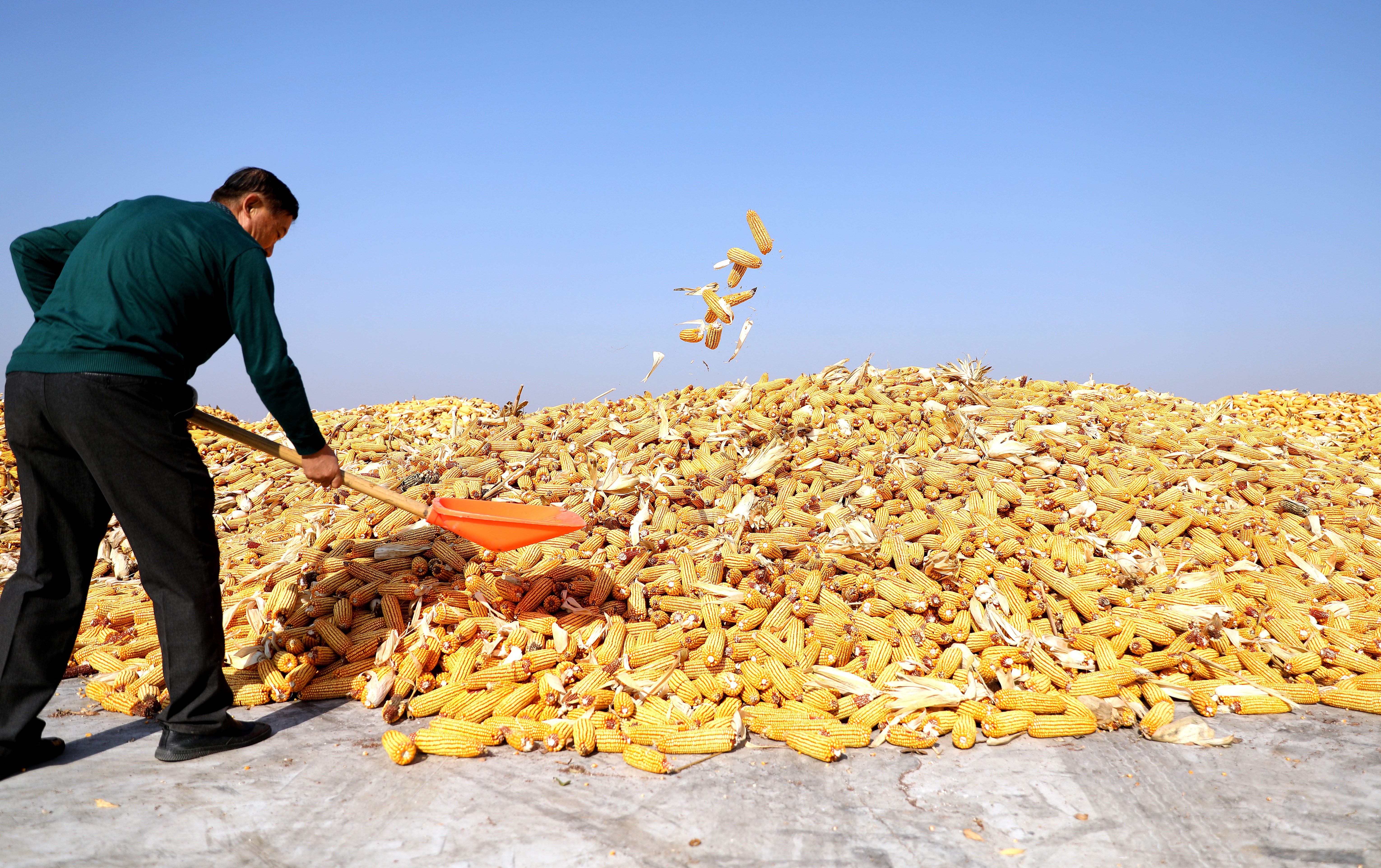 关注秋收|力保收成 科技助力——我国东北粮食主产区秋收见闻