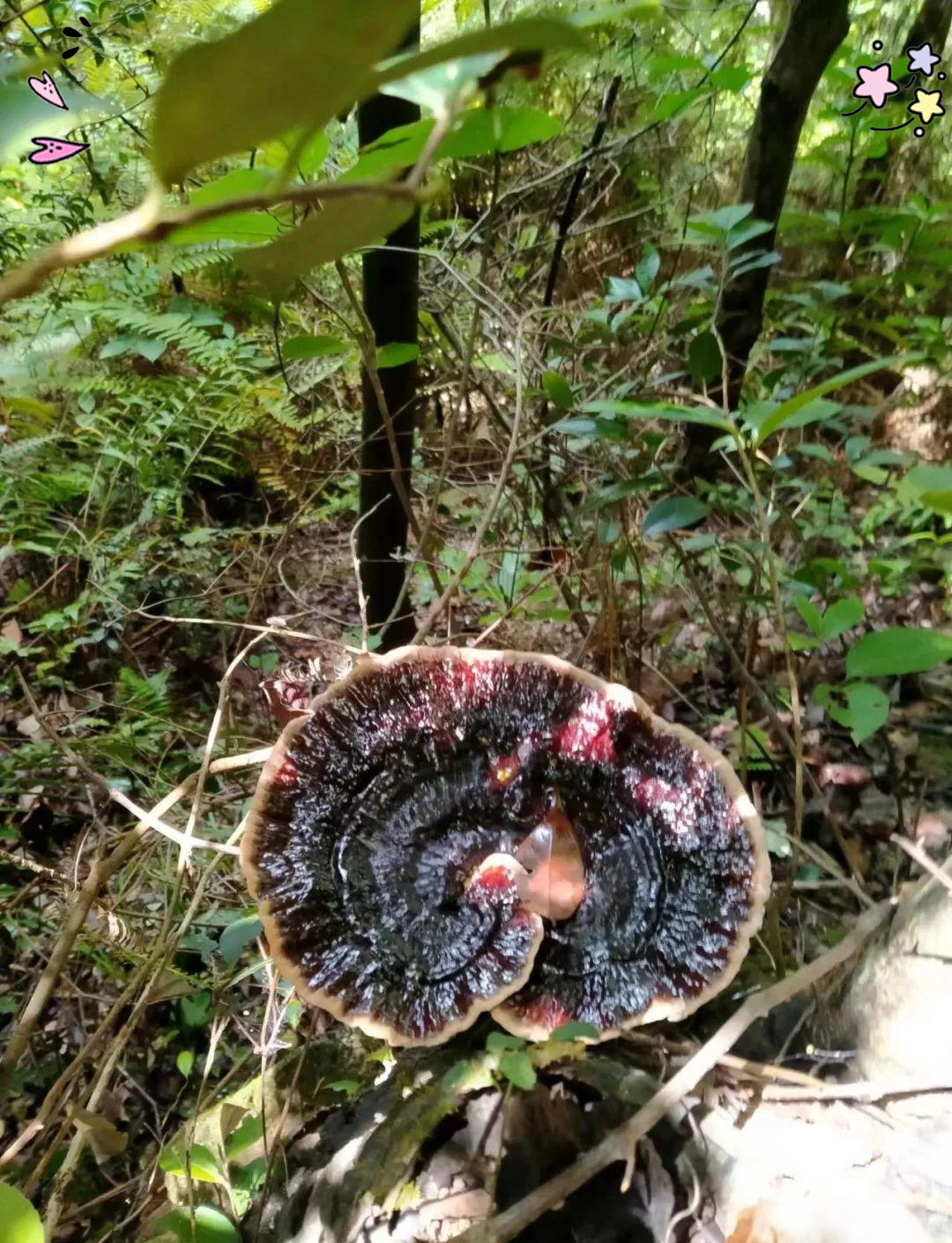 避免混淆:树舌与灵芝的区别及使用注意事项