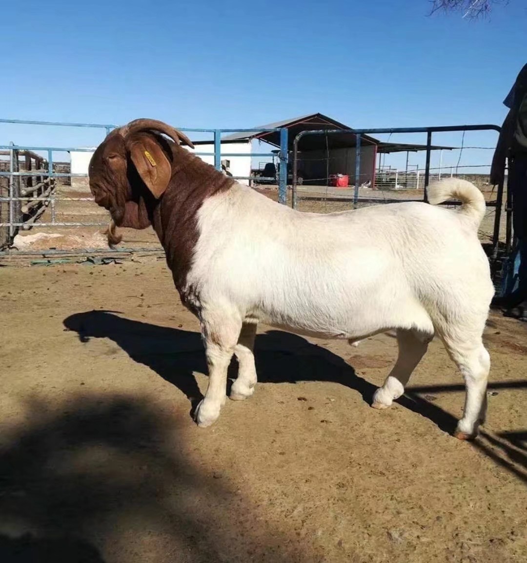 大部分是以前的后代,而且是已经退化了的波尔山羊,俗称:波杂