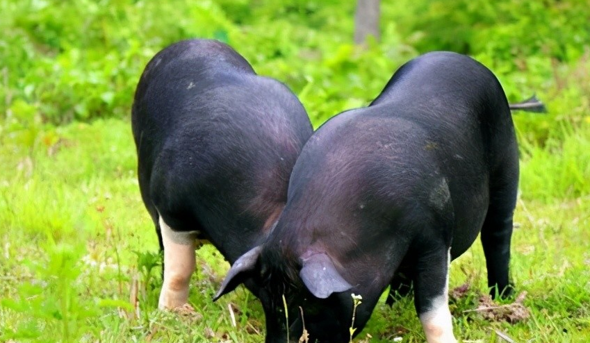 乌猪品种资源开发利用思考