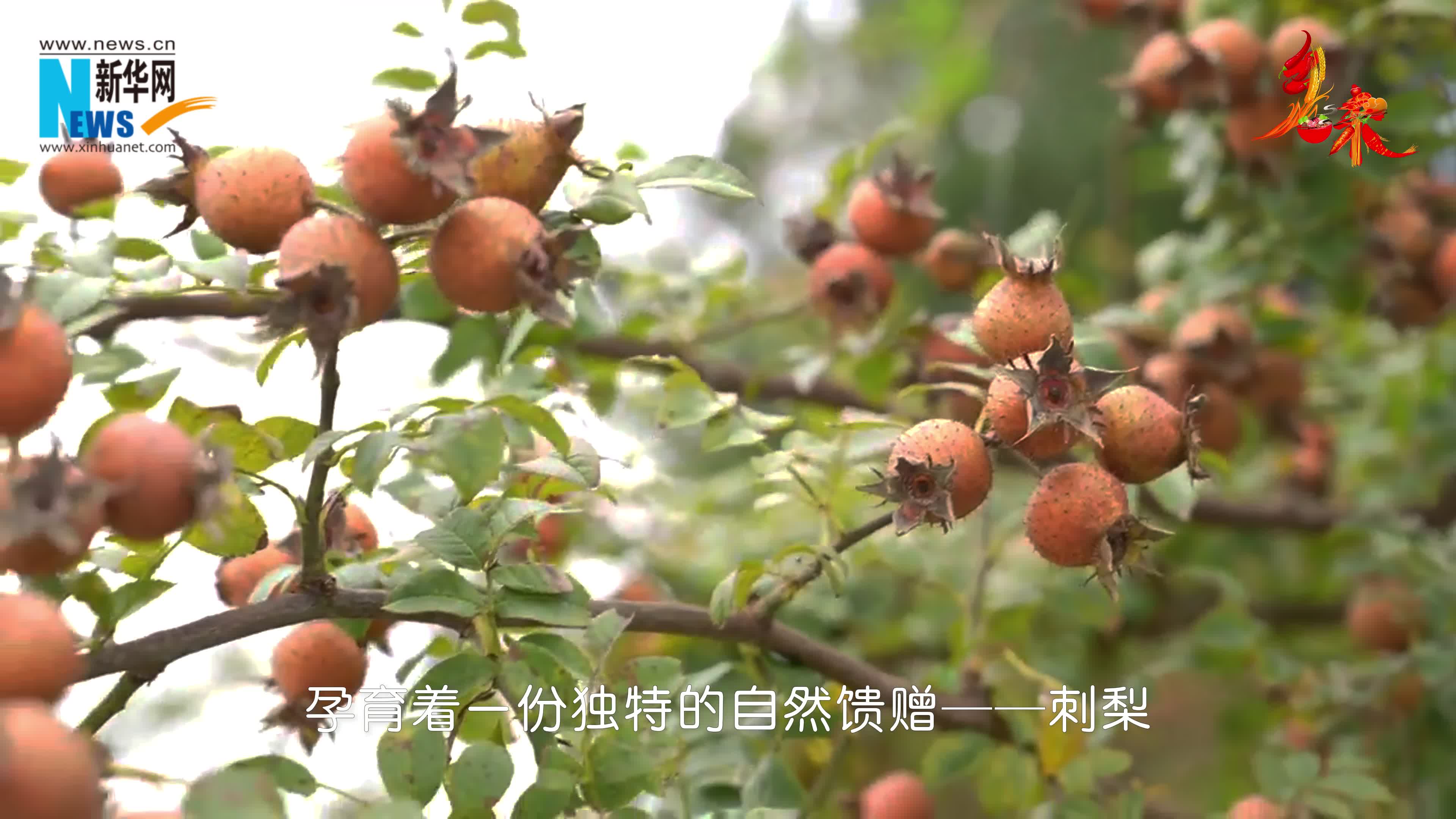 乡味|看安顺金刺梨如何"c味"出道