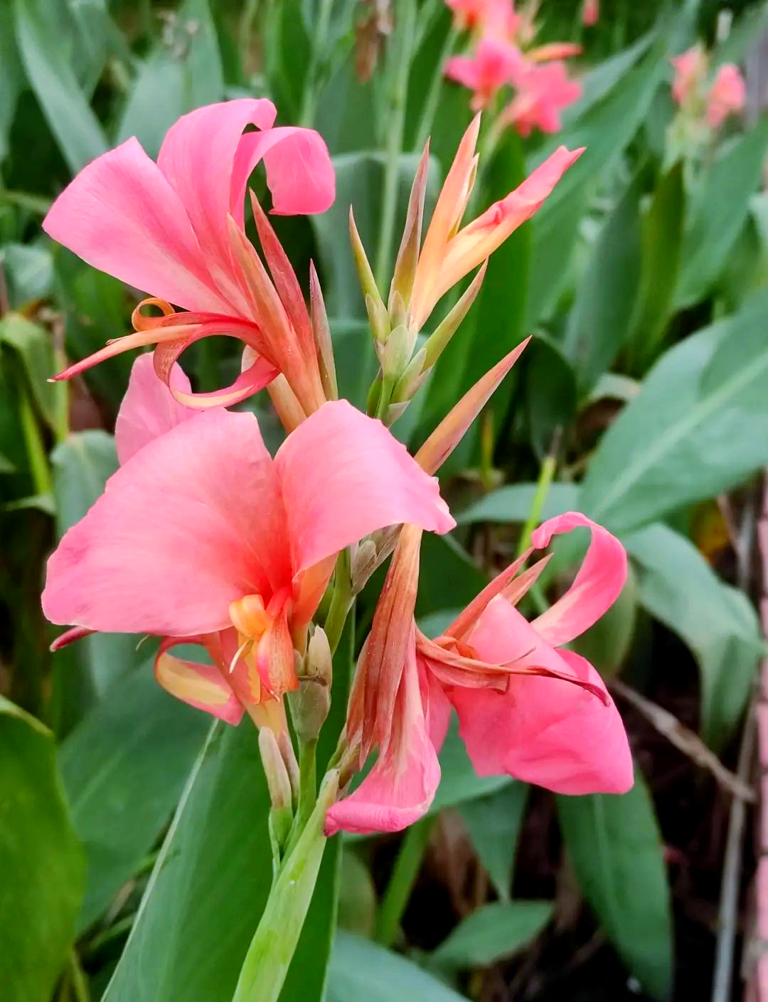 美人蕉:美化环境与净化空气的绿色植物