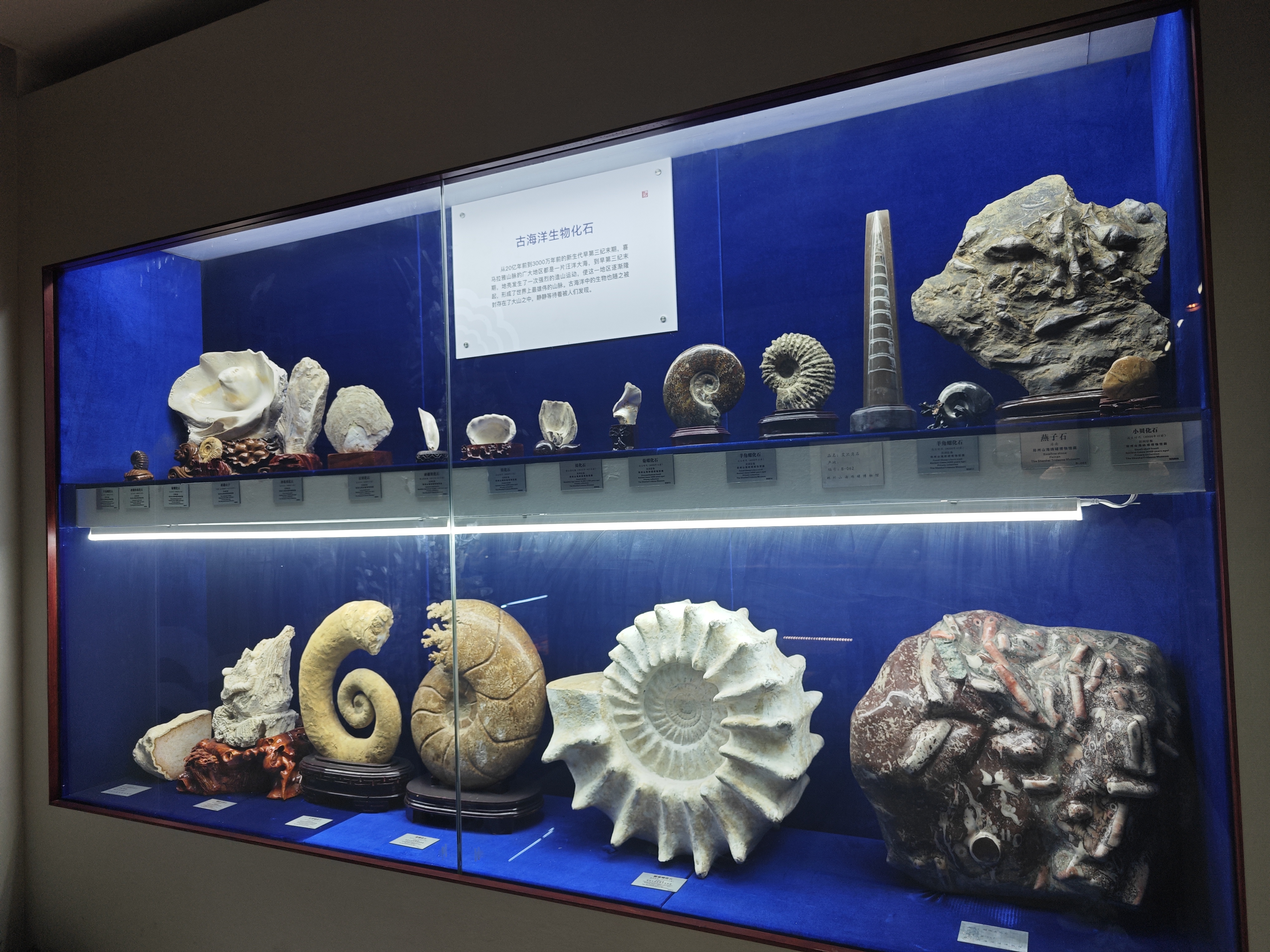 郑州特色博物馆之山海砗磲博物馆:传承万年的海中灵珍