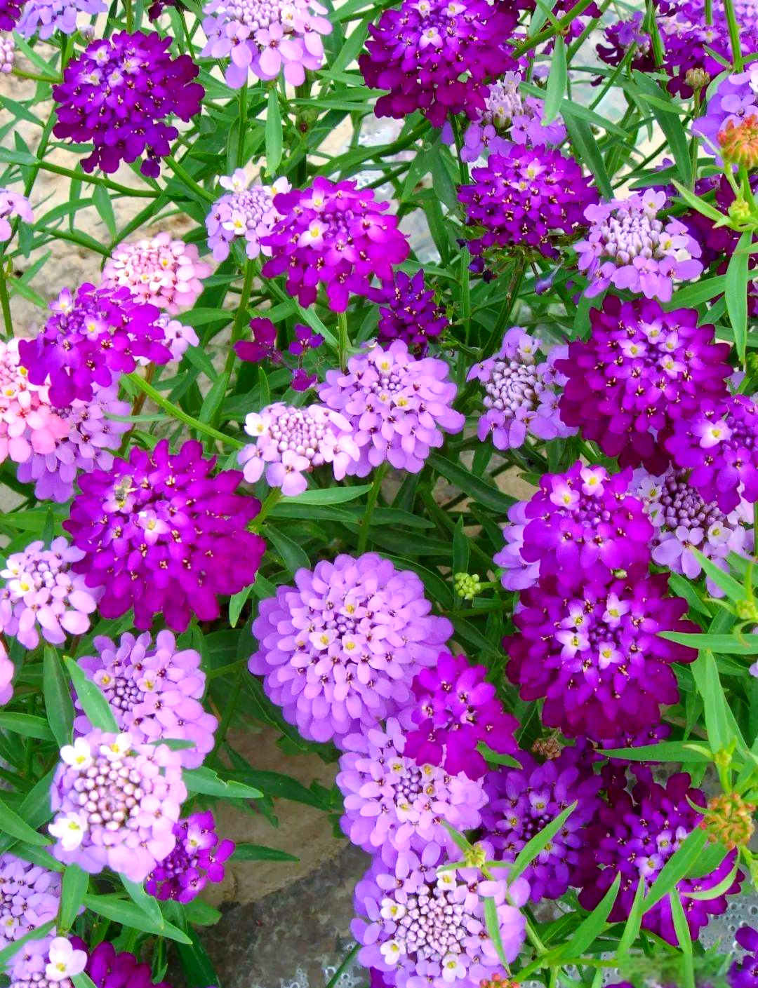 蜂室花种植全攻略:从播种到养护的实用技巧