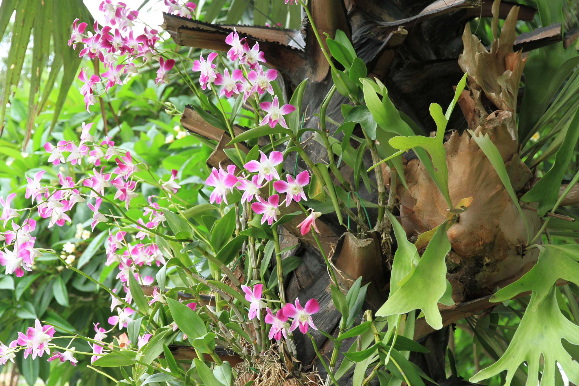 石斛兰养在树上,百花怒放,花开满树,吸引n多游客来打卡!