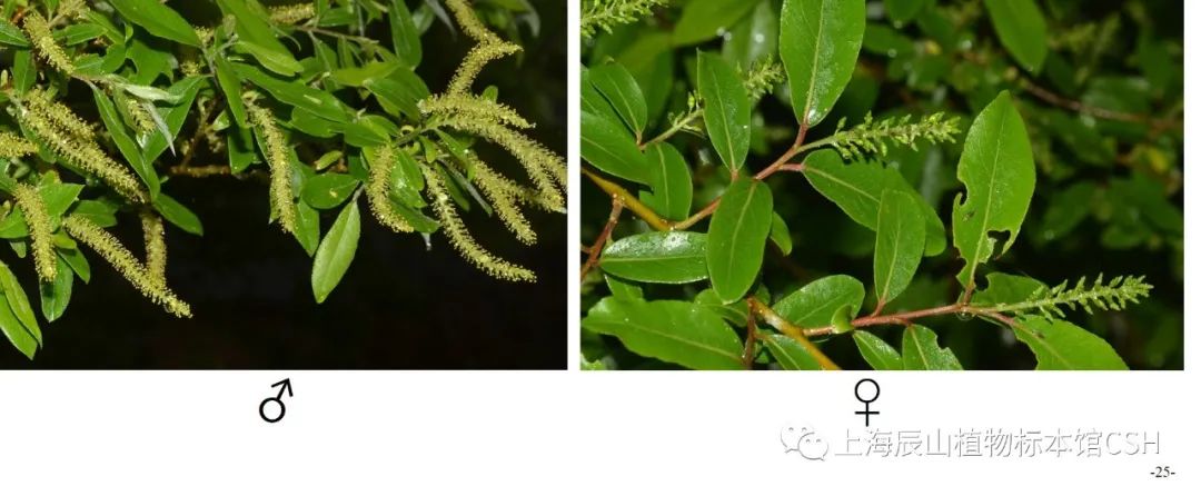 「探索」雌雄同花,雌雄异花同株……一起了解有花植物的七种性别