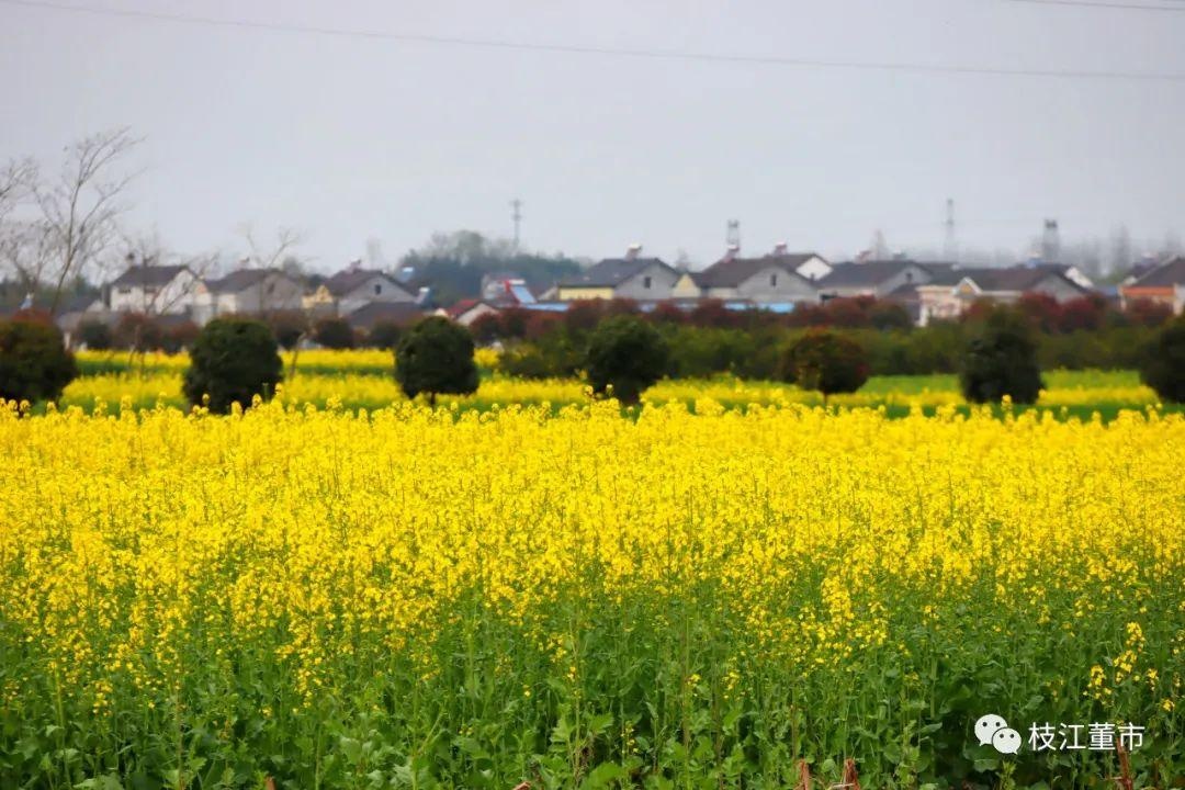 航拍董市|油菜花绽放 色彩斑斓如"画板"