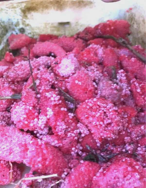 粉色小团是福寿螺卵,你知道它的危害吗