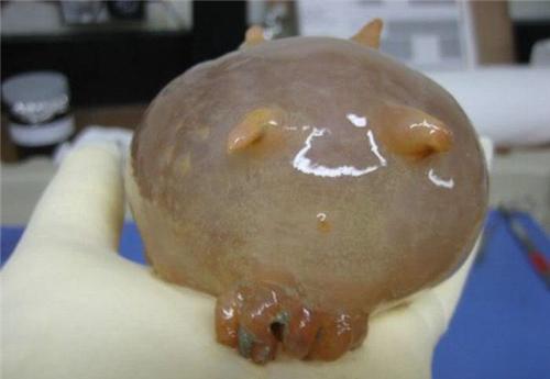 盘点全球17大最罕见神秘的不明生物