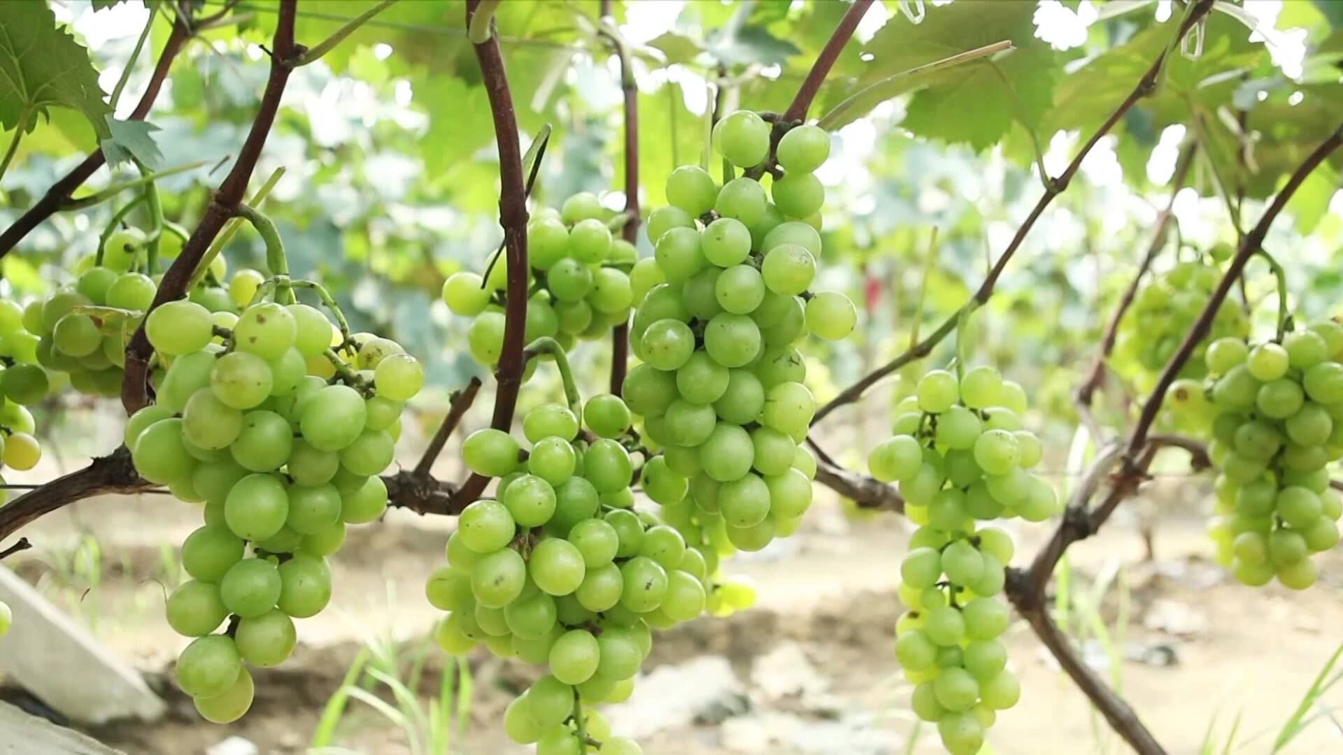 临沂党支部领办高标准大棚葡萄藤串起百姓致富路