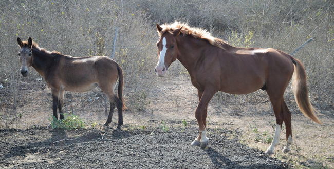 马腺疫的治疗预防