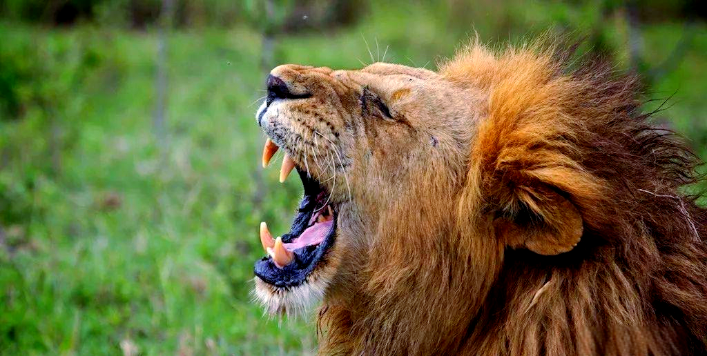 地球上颌骨咬合力惊人的多种动物!