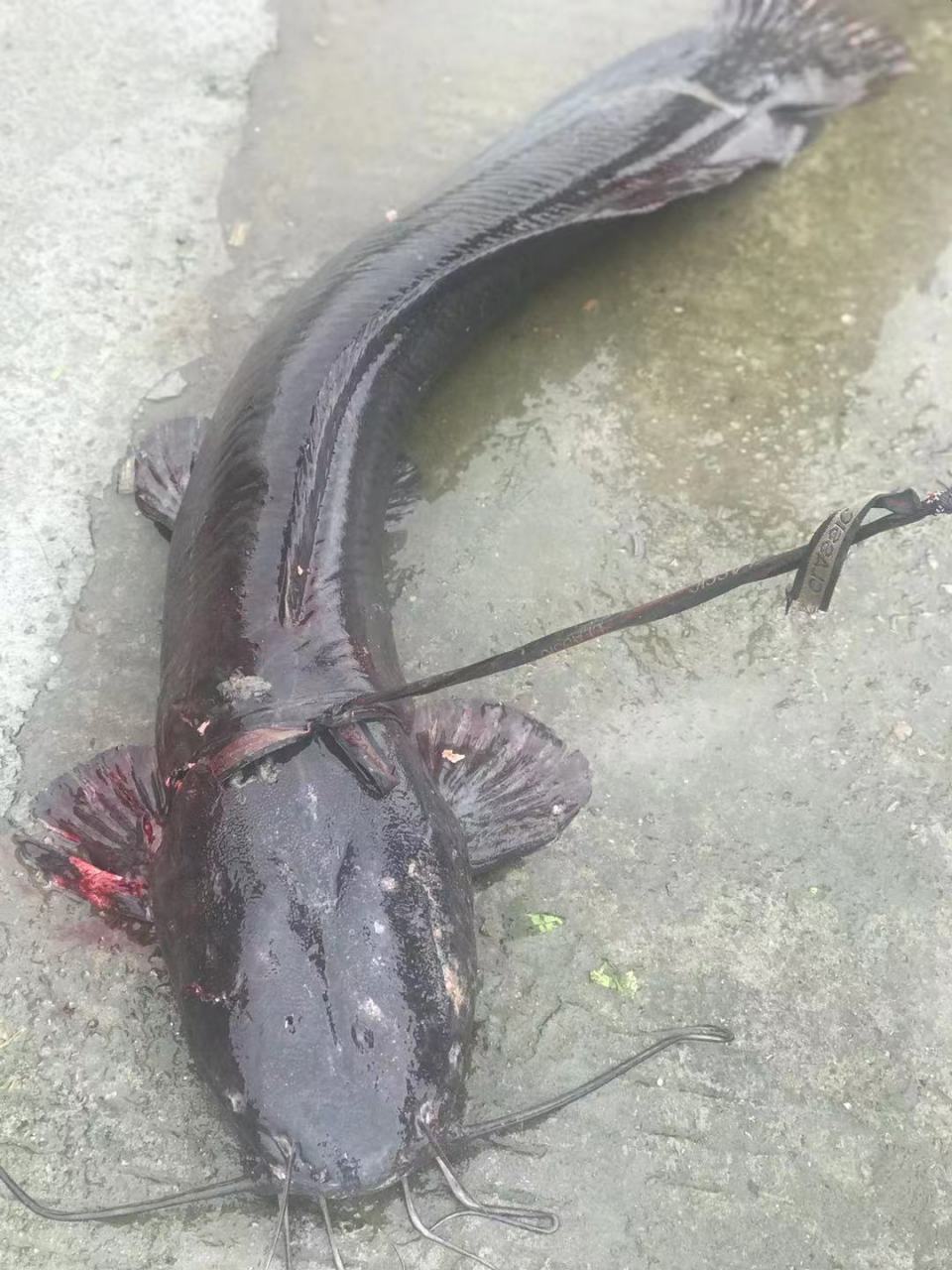 外来特种,埃及鲶鱼,温州市区河道都成灾了,等天气热了水底缺氧时这鱼