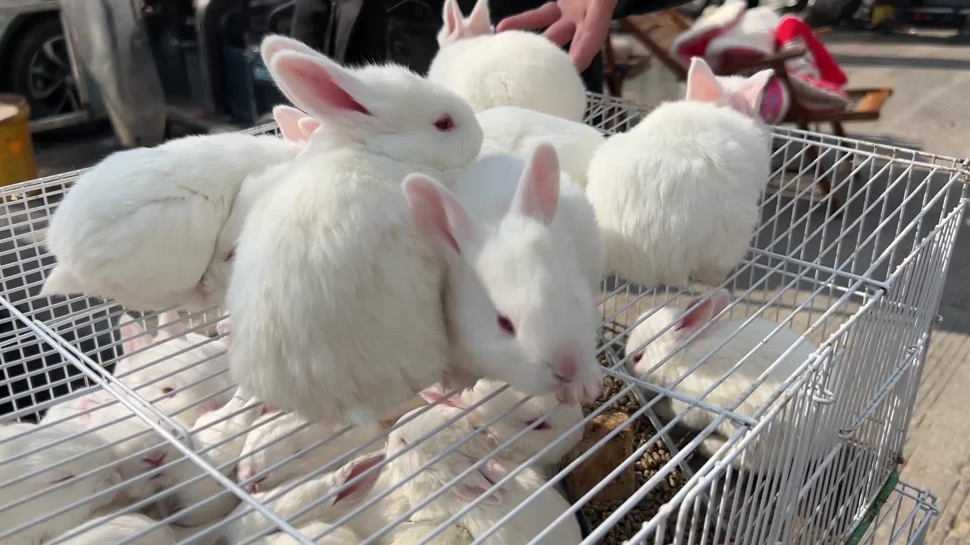 新春走基层丨兔年"顶流"实至名归!济宁花鸟鱼虫市场萌兔走俏