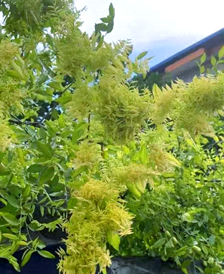 枣树疯长之谜:深入探讨枣疯病的防治措施