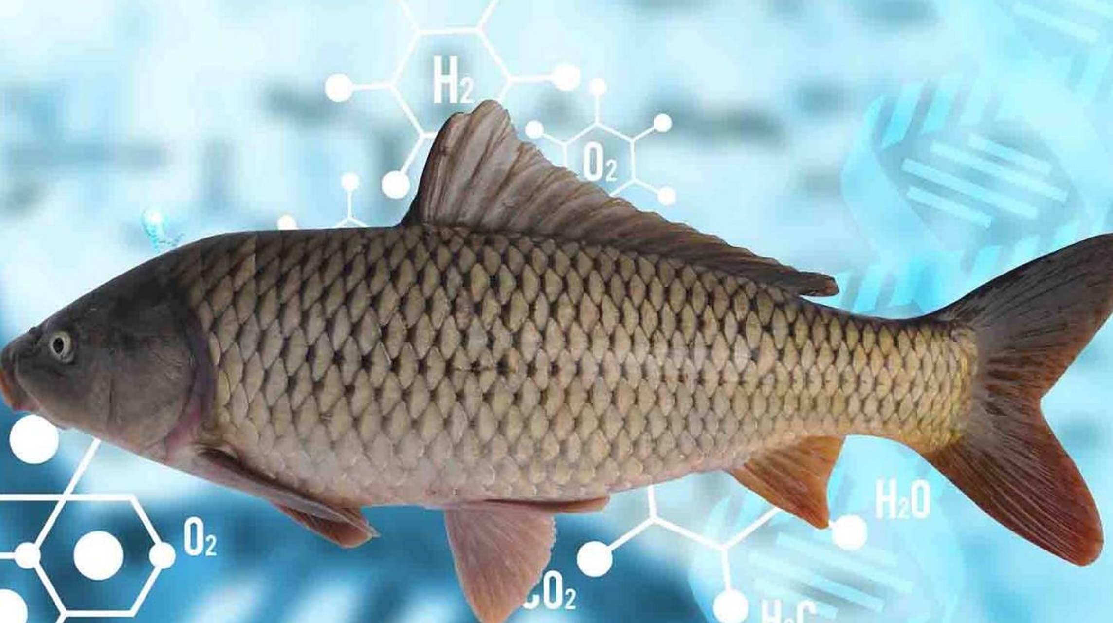 鲤鱼的特点和养殖方法  鲤鱼是一种常见的淡水鱼类,广泛分布于世界
