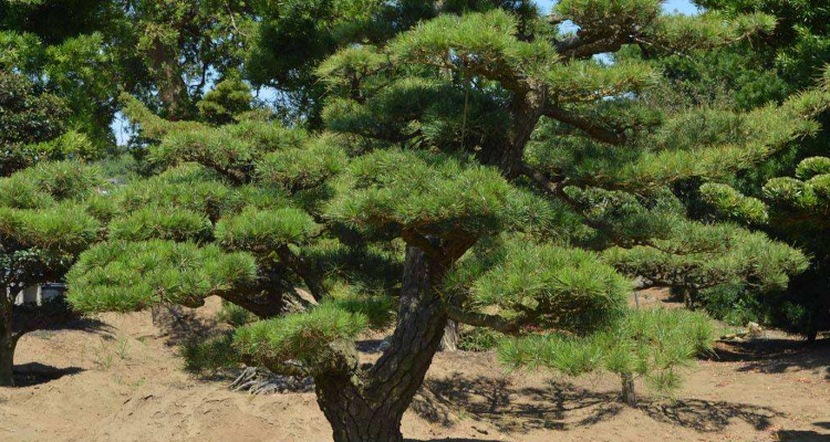 造型松有哪些品种