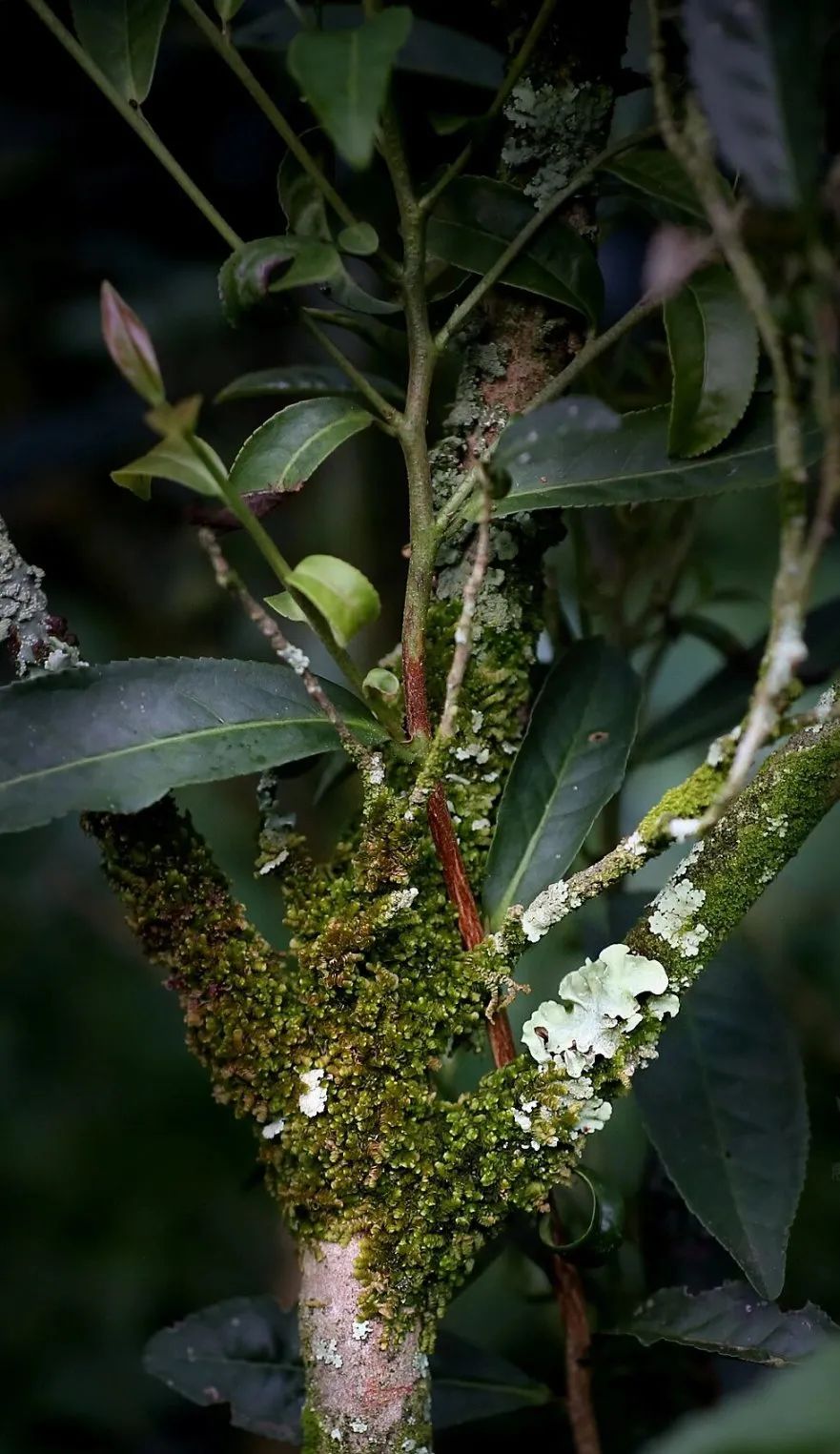 南平行走大武夷清新解腻母树之旅元气开工
