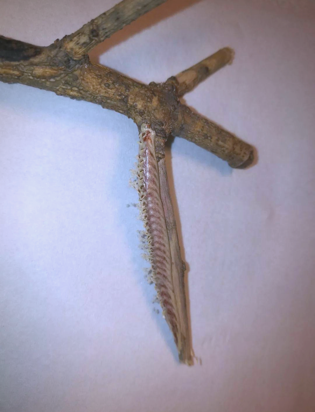 从卵到成虫:眼斑螳螂的神奇成长之旅