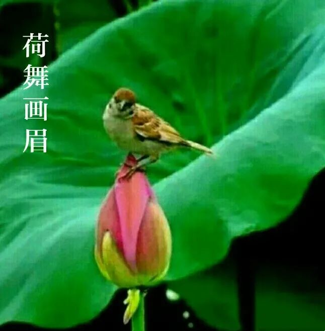(5)荷舞画眉