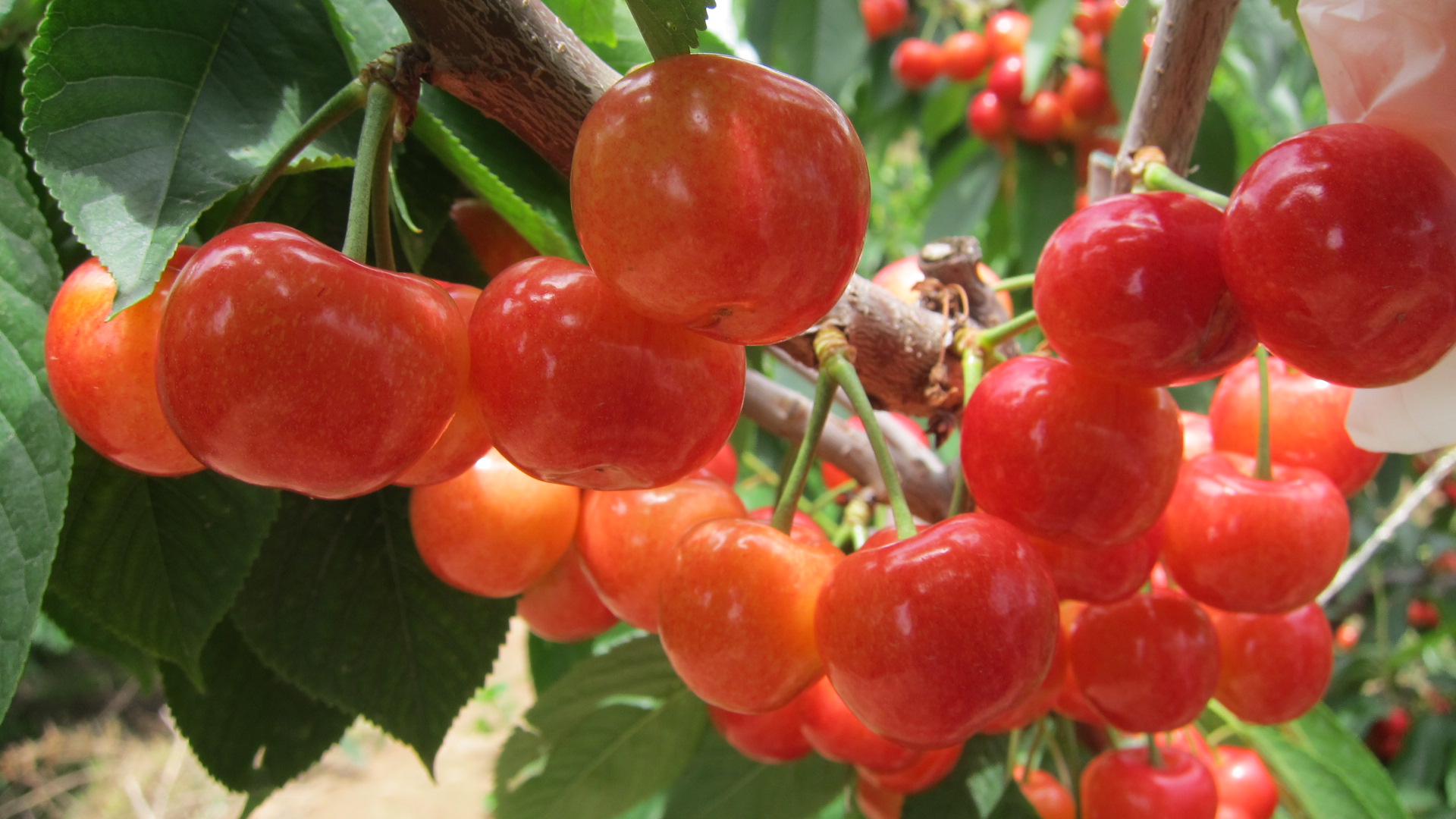 枝上吃樱桃,甜到忧伤,每棵果树都叫嚣着"我的果子最好吃!