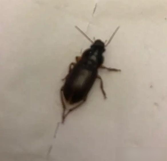 夏天屋子里有黑色会飞小虫子怎么驱虫并灭杀?