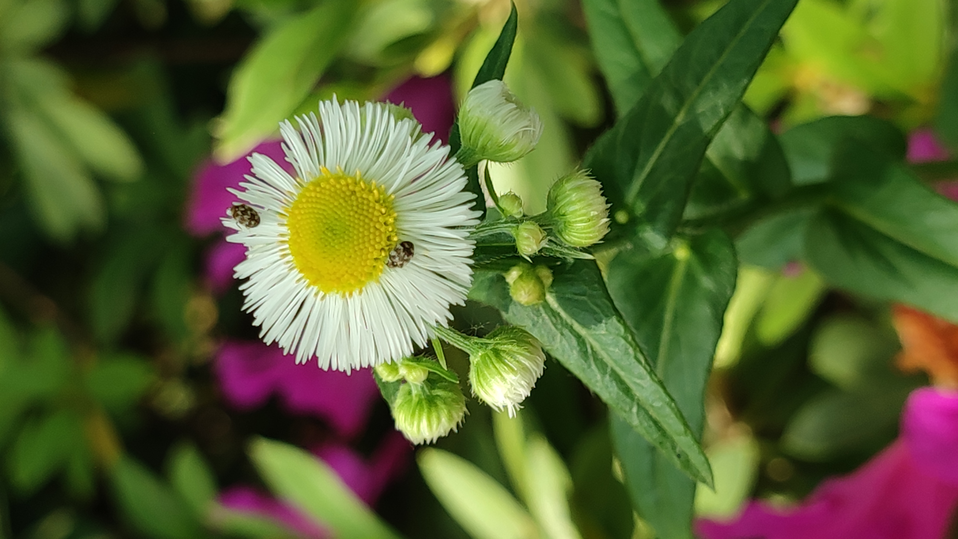 诗人们把离别的无奈深深地寄情于这不起眼的小草上,你认识它吗