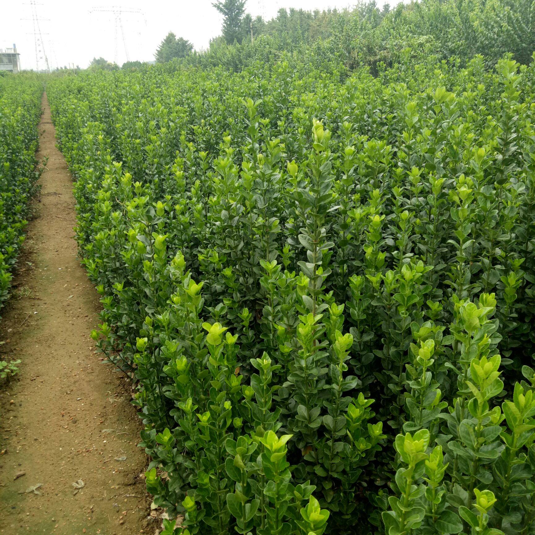 北海道黄杨种植方法及北海道黄杨栽植技术