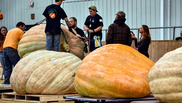 逾1000公斤!美国一教师种出巨大南瓜刷新纪录