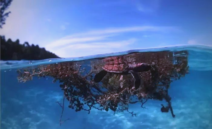 马尾藻海:世界之巅的海洋神秘之地