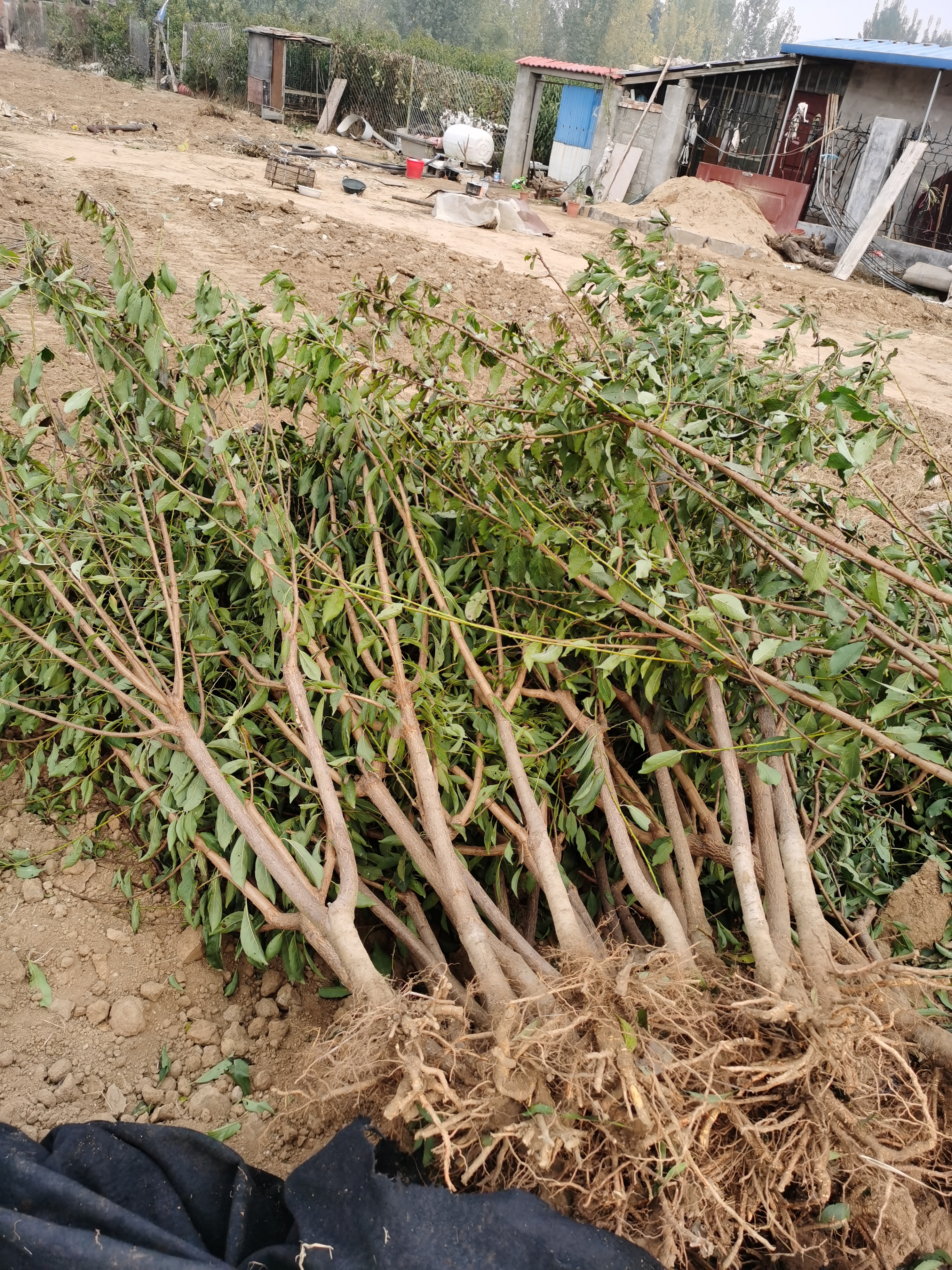 简介斯坦勒西梅李子树苗品种特点 斯坦雷西梅李子苗价格