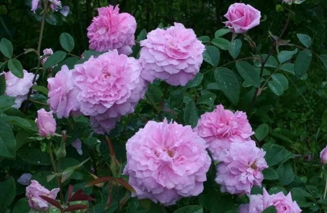 五月花(the mayflower)