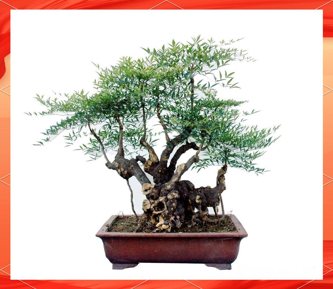 南天竹:传统盆景中的佼佼者