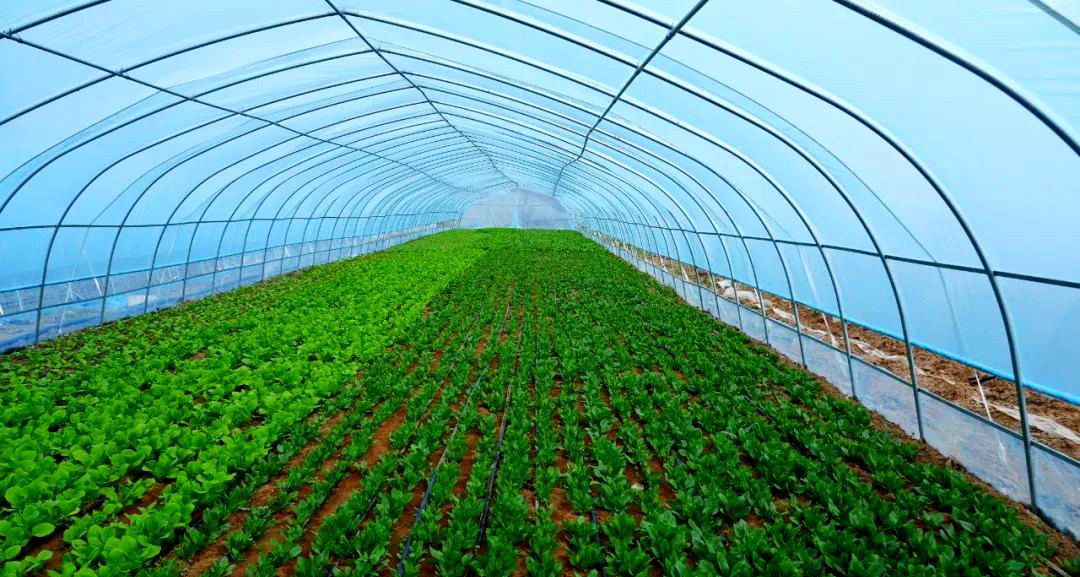 设施农业蓬勃发展,大棚种植孕育丰收希望