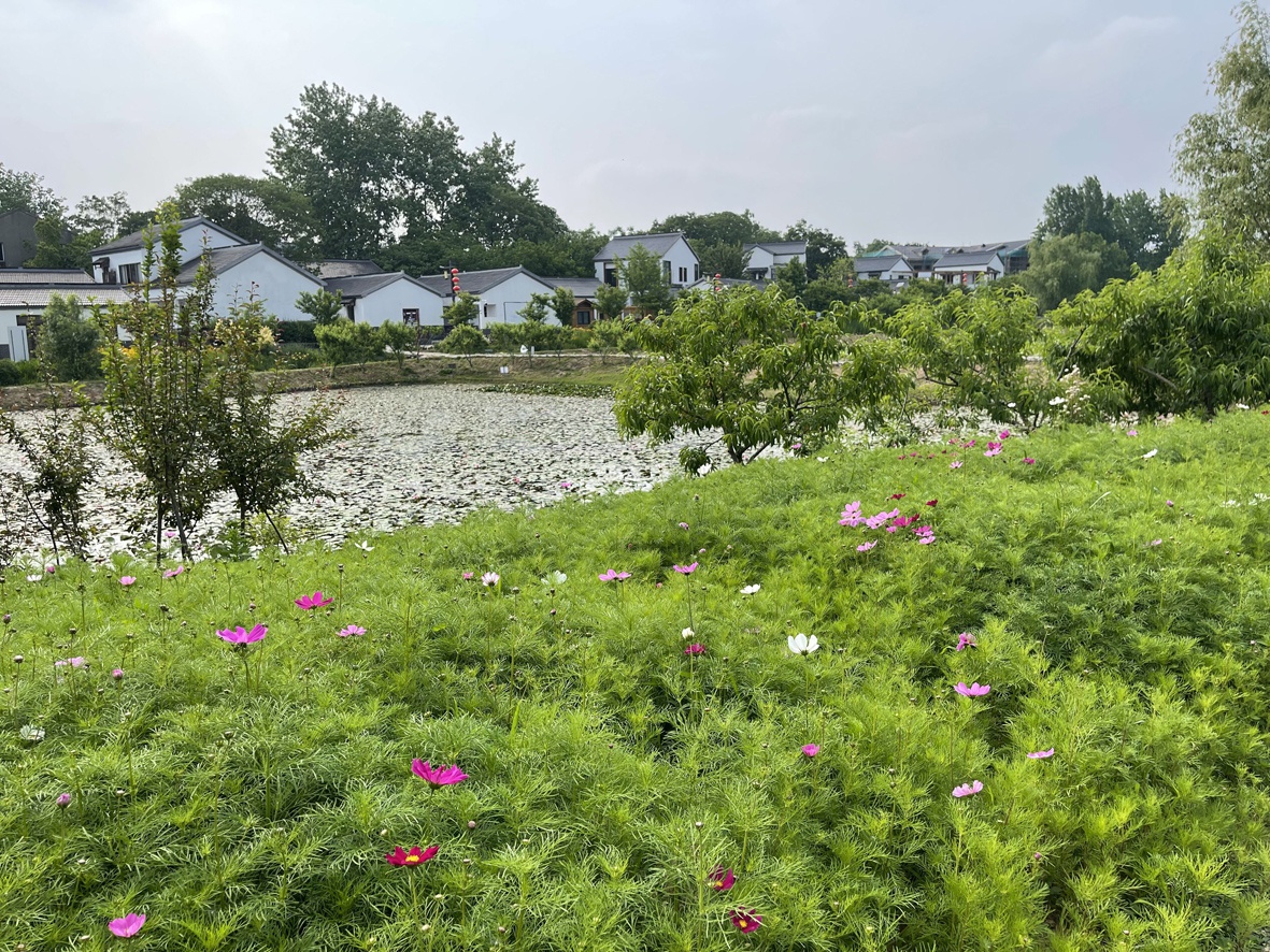 美丽江苏·每日一景丨南京江宁观音殿:花海迷人眼 芬芳沁人心