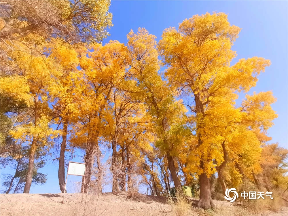 新疆和田胡杨染金 绚烂如画