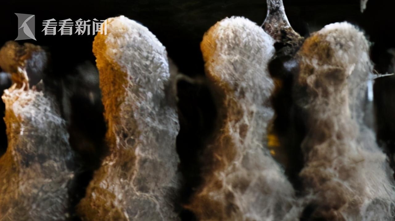 印度新冠康复患者体内现罕见真菌 已导致9人死亡