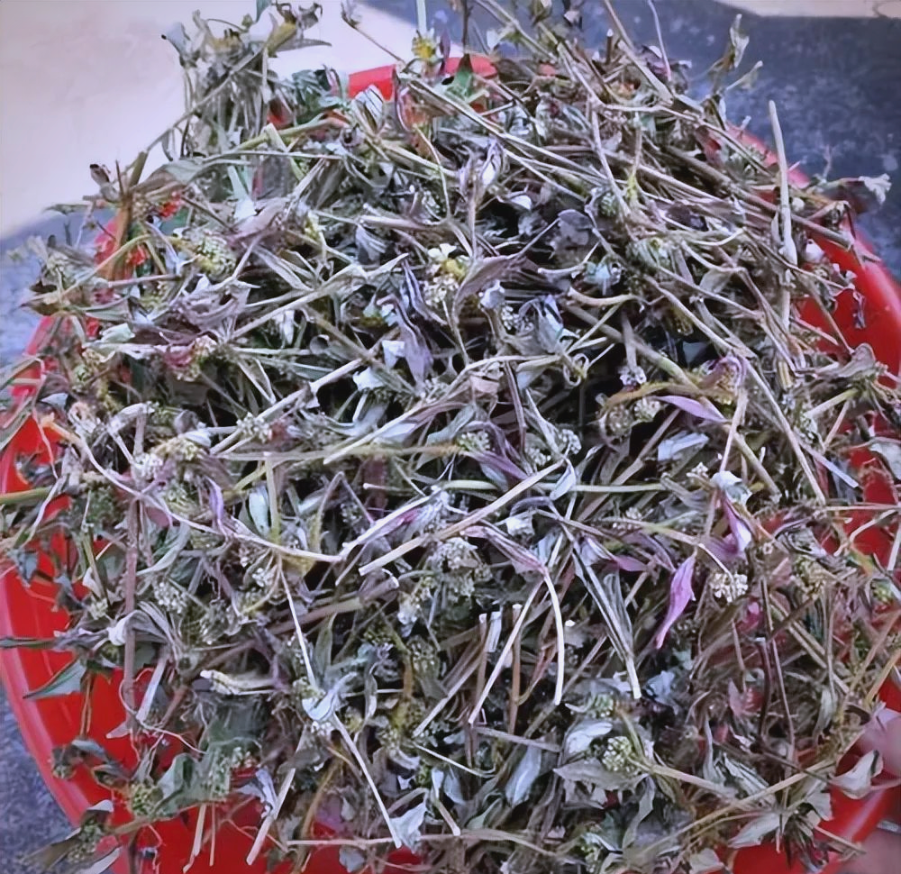 路边发现一种珍贵植物,被农村人称为奶浆草,具有多种用途