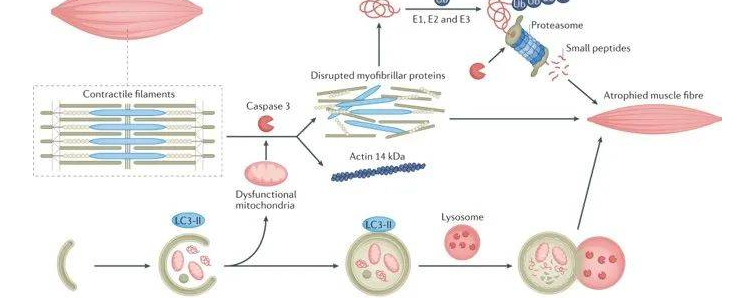 肌联蛋白的英文