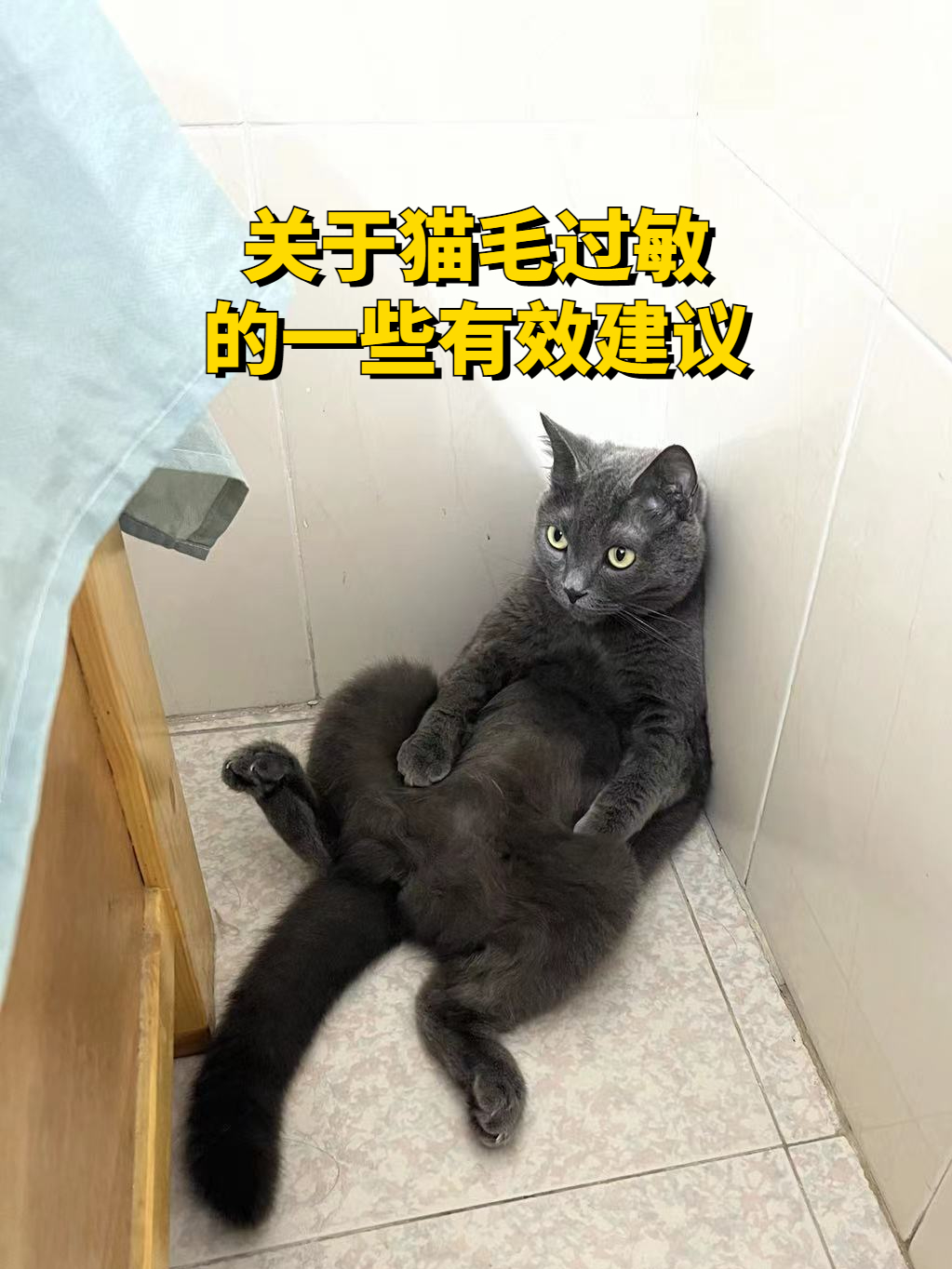 猫毛过敏怎么缓解以及一些有效的处理消除方法