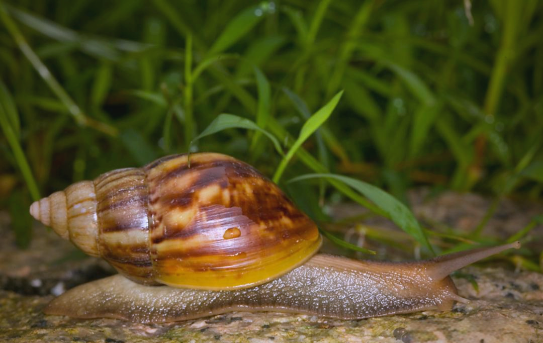 蜗牛,这一陆地上随处可见的软体动物,不仅在食用方面备受推崇,更被