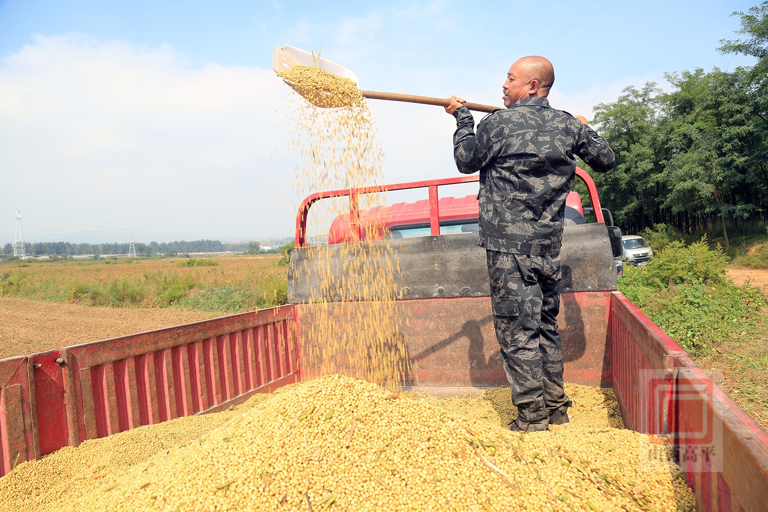 5万多亩春播大豆喜获丰收
