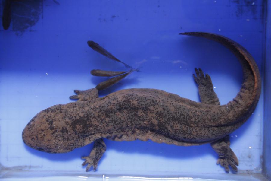 痛并快乐着-介绍一个美籍外籍教师在中国的生活所见,所感和所悟