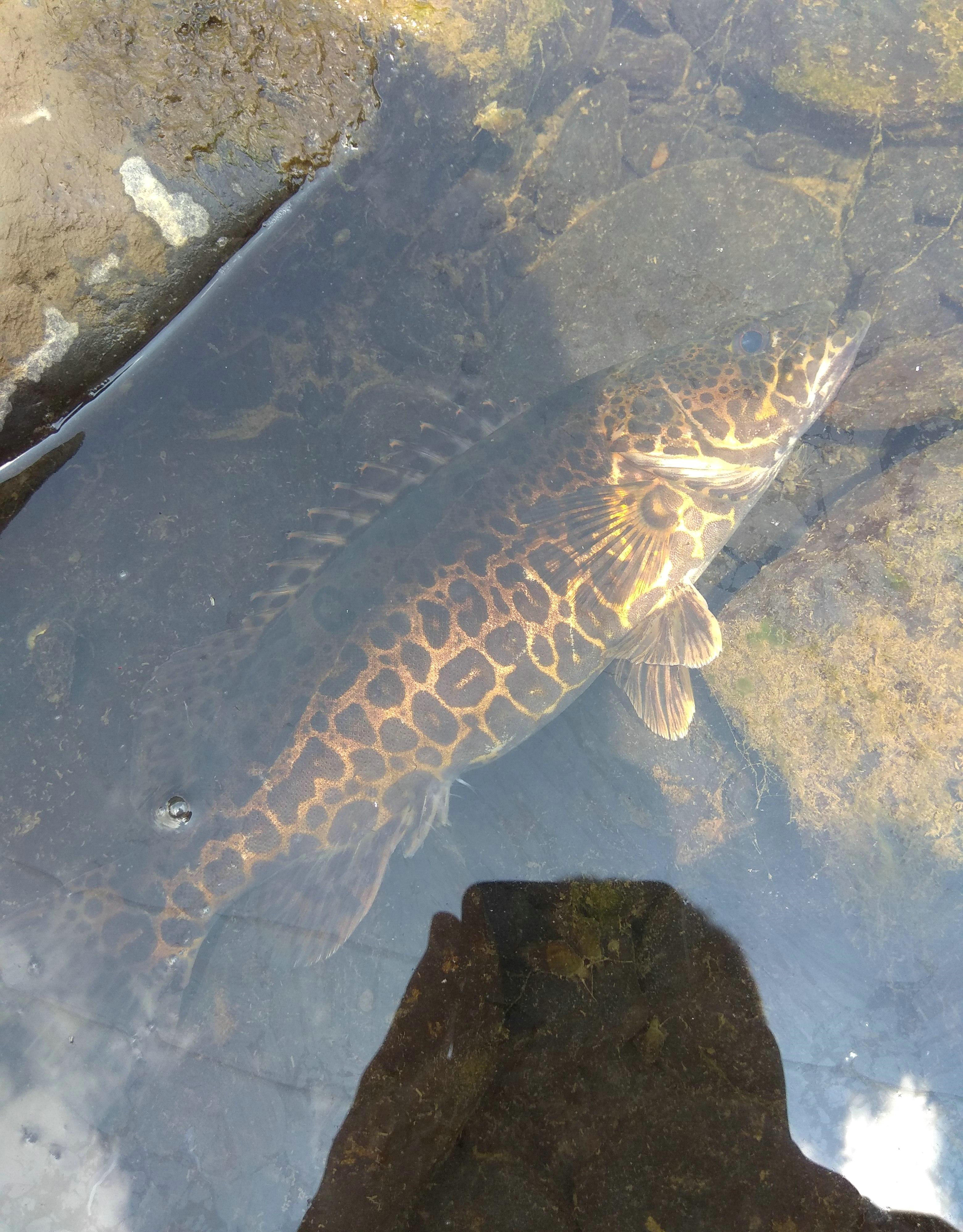 东莞一山涧断流,许多石斑鳜搁浅乱石滩,钓鱼人:意外的惊喜